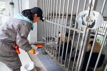 “国宝”的快乐时光