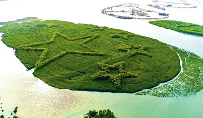 “海洋绿肺”养成记