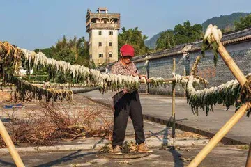 开平碉楼与村落的生活4