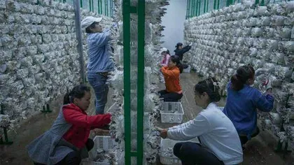 小蘑菇的生态循环之旅10