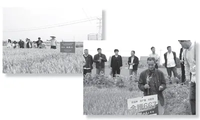 以种业创新夯实乡村产业振兴基础