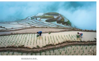 以法为墨 绘出稻香鱼肥好“丰”景