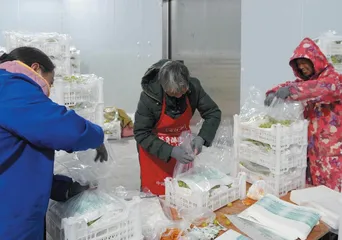 一份建议为葡萄产业带来发展新机