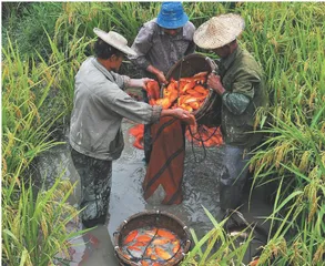 以法治之力守护农业文化遗产1