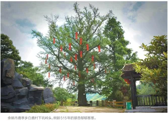 宁波：立法保护古树名木