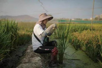 “海”中取粮3