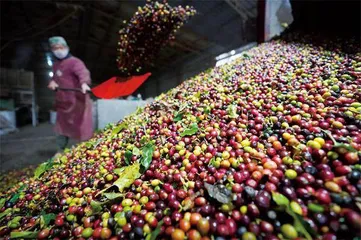云南咖啡，热潮下的精品化之路