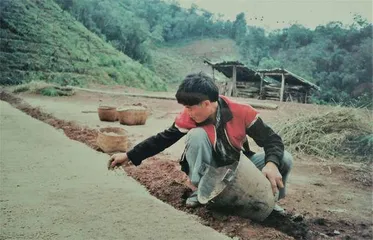 云南咖啡，热潮下的精品化之路1