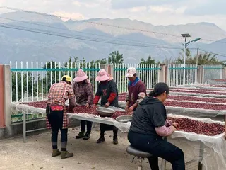 云南咖啡,热潮下的精品化之路3