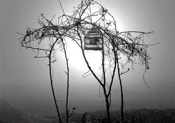 滇东南养鸟族13