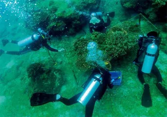 在海底，“植树造林”