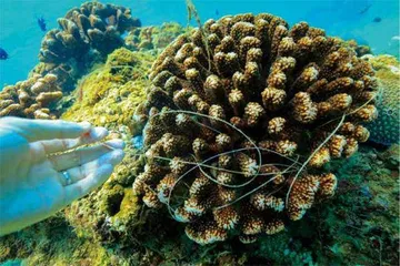 在海底,“植树造林”5