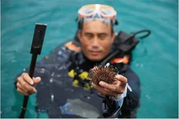 在海底,“植树造林”6