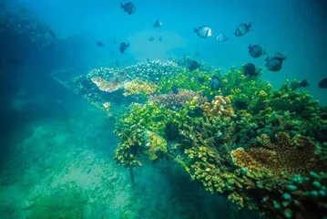 在海底,“植树造林”7