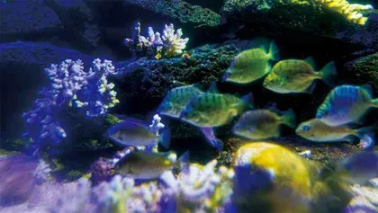 在海底,“植树造林”9