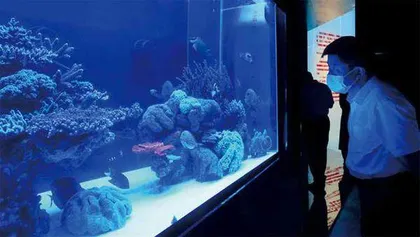 在海底,“植树造林”11