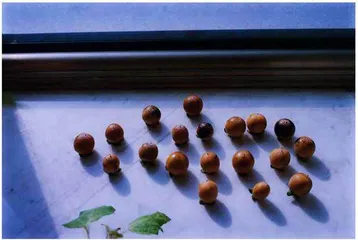 如梦的一年1