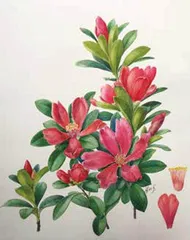以植物之名1