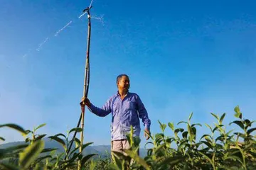保卫白茶4