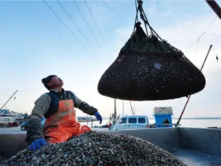 胶州湾:海星泛滥之后2