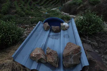 保卫白茶9