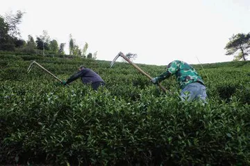 保卫白茶13
