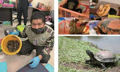 印度机场警察打击野生动物犯罪的措施与挑战