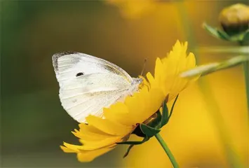 秘鲁缉毒“小白蝶”