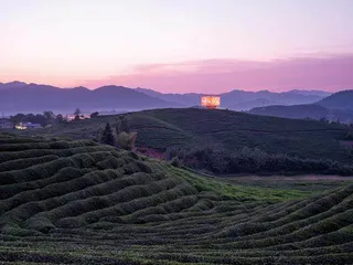 浮梁,茶山里的大地艺术7