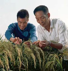 袁隆平:高产,更高产,是我们永恒的主题1