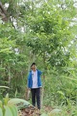 野象出走后,忙着为它们修复雨林的人3