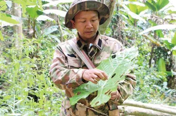 野象出走后,忙着为它们修复雨林的人6