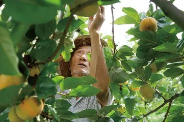 谁在为你挑选水果1