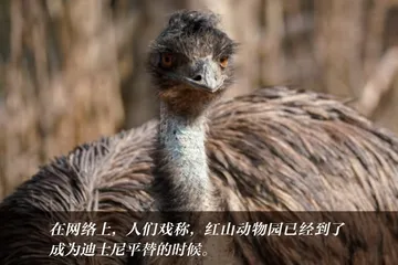 红山动物园为什么客流堪比迪士尼1