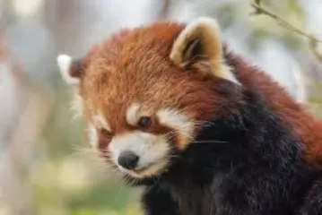 红山动物园为什么客流堪比迪士尼3