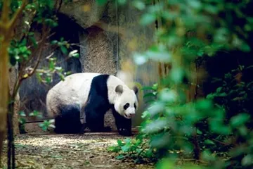 成都三部曲(下)成都“不劳而获”吗?5