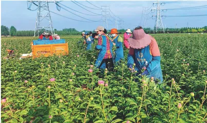 让世界爱上菏泽牡丹3