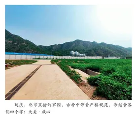 北京黑猪重返京城，优质地产猪肉再现餐桌