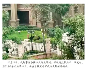 评成都女孩被狗咬：面对病态养狗，社会应当怎么办？