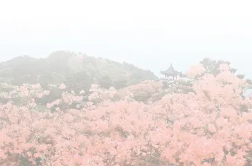 待到山花烂漫时