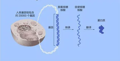 微小RNA:小小的基因调控者1