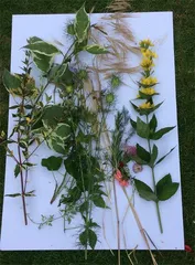 植物拓染：来自大自然的画笔