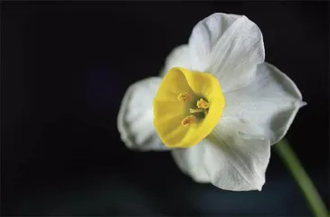 一颗水仙花球的“奋斗史”