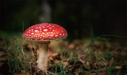 珍爱生命　远离毒菇