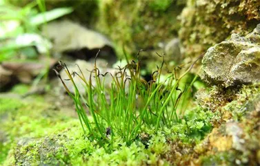 绽放在春日的“苔花”10