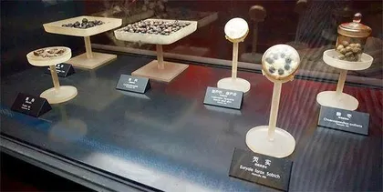 动植物考古:从遗迹了解河姆渡文化1