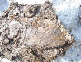 动植物考古:从遗迹了解河姆渡文化2