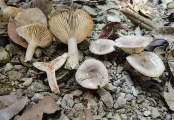 毒蘑菇的是是非非1