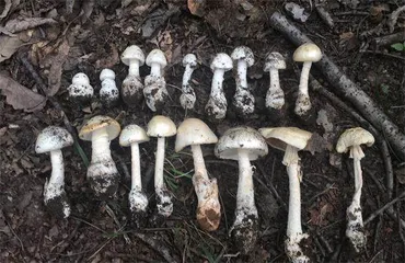 毒蘑菇的是是非非3