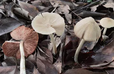 毒蘑菇的是是非非5